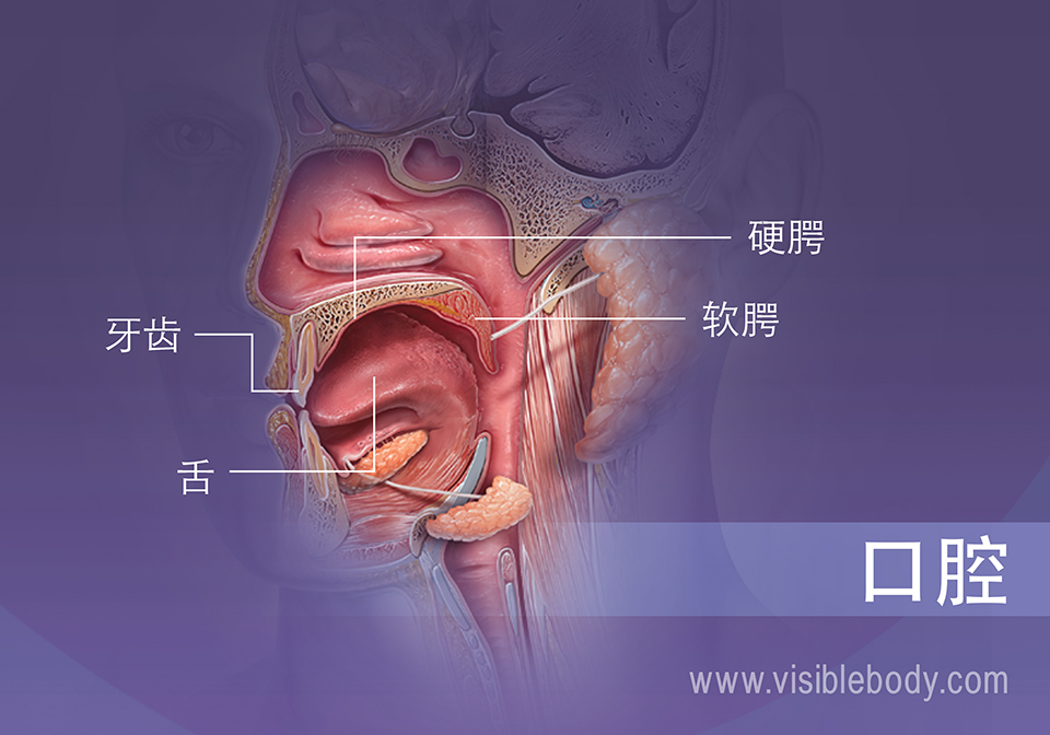 显示牙齿、舌头和软硬颚的口腔剖面图